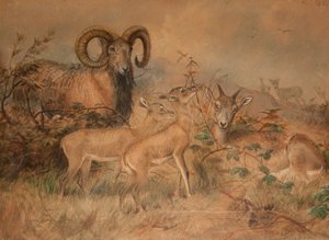 Moutons sauvages de Vigne, 1858